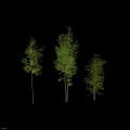Different Varieties of Bamboo Plants With Green Leaves and Slender Stems