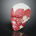 Human Head Muscle Anatomical Model Showing Detailed Facial Structures For Study