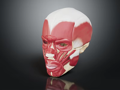 Human Head Muscle Anatomical Model Showing Detailed Facial Structures For Study 3d model