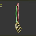 Skeletal Hand 3D Rendered Metallic Structure with Fingers Wrist and Arm Bones Detailed Anatomical Design