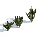 Three Snake Plants of Various Sizes Showcased Against Light Blue Background