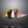 Vibrant Colorful Fish With Red White Yellow Stripes Fins And Reflection On Gray Background