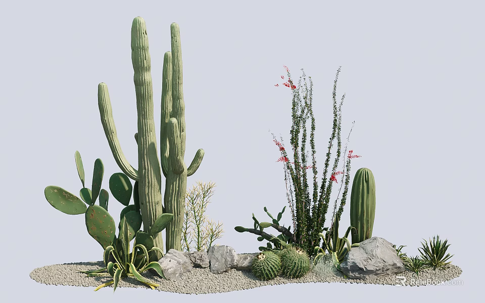 Cactus and Succulent Plants with Tall Columnar Cactus Flat Leaves Red Flowers Stones and Sand 3d model 