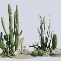 Cactus and Succulent Plants with Tall Columnar Cactus Flat Leaves Red Flowers Stones and Sand