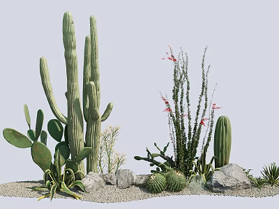 Cactus and Succulent Plants with Tall Columnar Cactus Flat Leaves Red Flowers Stones and Sand 3d model