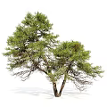 Japanese Red Pine Evergreen Tree With Lush Branches And Needles 3d model