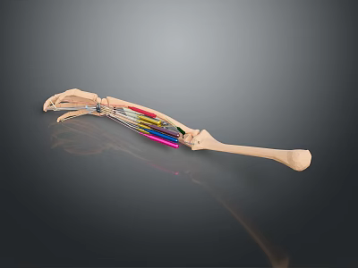 Detailed Human Arm Skeleton With Muscles And Colored Tendons Anatomical Model 3d model