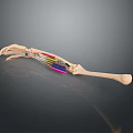 Detailed Human Arm Skeleton With Muscles And Colored Tendons Anatomical Model