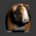 Adorable Guinea Pig With Fluffy Orange Brown White Fur And Black Eyes On Shiny Surface