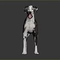 Great Dane Dog With Black And White Spotted Coat Standing On Grey Background With Reflection