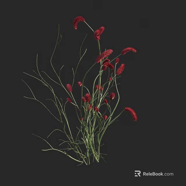Vibrant Red Spiky Flowers with Slender Green Stems on Black Background 3d model 