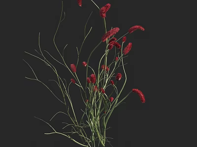 Vibrant Red Spiky Flowers with Slender Green Stems on Black Background 3d model
