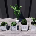 Various Green Potted Plants In White Planters On Wooden Floor With Dark Wall