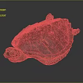 Realistic Sea Turtle Featuring Brown Orange Shell and Patterned Skin on Dark Surface