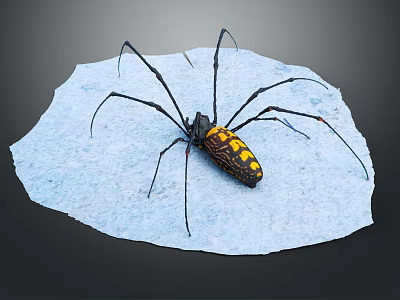 Long Legged Spider With Yellow And Black Patterned Body On Light Blue Surface 3d model