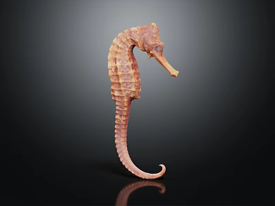 Detailed Seahorse 3D Model With Curled Tail Isolated On Dark Background 3d model