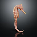 Detailed Seahorse 3D Model With Curled Tail Isolated On Dark Background