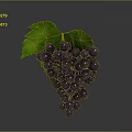 Fresh Dark Purple Grapes with Vibrant Green Leaves Healthy Juicy Fruit Bunch