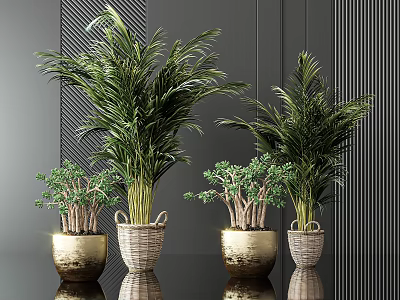 Bonsai Potted Plants in Golden and Wicker Pots with Lush Green Foliage 3d model
