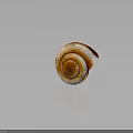 Snail Spiral Shell With Orange And White Striped Pattern On Dark Background