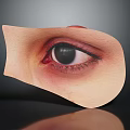 Human Eye Anatomical View With Eyelid Eyelashes And Eyeball Details