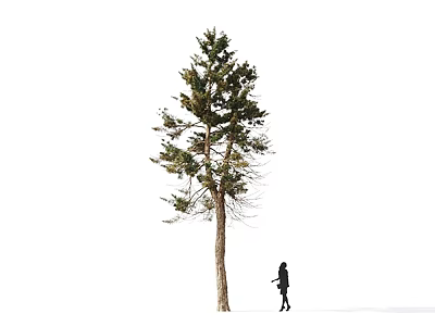 Tall Arbor with Lush Green Foliage and Person Walking on White Snowy Ground 3d model
