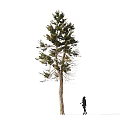 Tall Arbor with Lush Green Foliage and Person Walking on White Snowy Ground