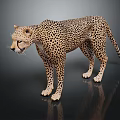 Modern leopard wild leopard cheetah mountain leopard 3d model