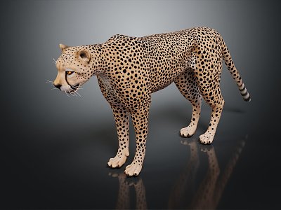 Modern leopard wild leopard cheetah mountain leopard 3d model