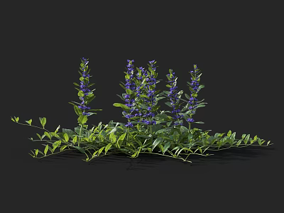 Low Growing Purple Flowering Plants With Green Leaves And Lush Foliage 3d model