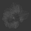 Monstera Potted Plant with Large Leaves on White Background and Natural Shadows