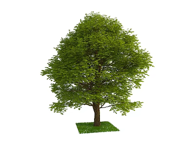 Lush Green Arbor Tree With Dense Foliage And Sturdy Trunk On Green Grass 3d model