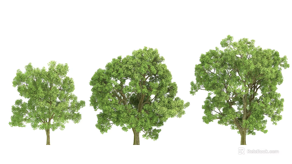 Three Different Sizes Arbor Trees With Green Leaves And Strong Trunks 3d model 