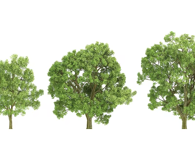 Three Different Sizes Arbor Trees With Green Leaves And Strong Trunks 3d model