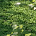 Lush Green Grass Lawn With Fresh Natural Texture For Outdoor Background