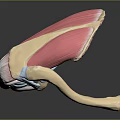 Human Knee Anatomical Structure 3D Model Displaying Muscles Ligaments And Bones