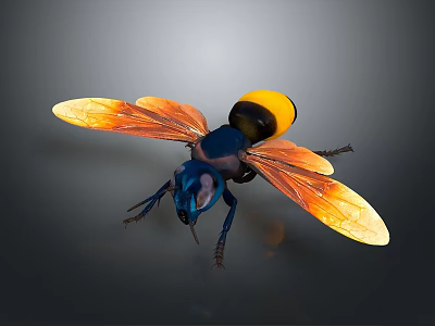 Blue and yellow wasp with orange translucent wings detailed close up view on dark background 3d model