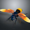 Blue and yellow wasp with orange translucent wings detailed close up view on dark background