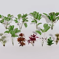 Assorted Plant Combination Featuring Green Red Leaves And Diverse Foliage Types 3d model