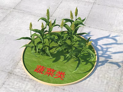 Healthy Growing Green Leafy Vegetable Crops on Circular Display Base 3d model