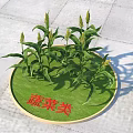 Healthy Growing Green Leafy Vegetable Crops on Circular Display Base 3d model