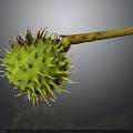 Close Up View Of Green Thorny Plant Fruit With Brown Stem On Dark Background