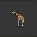 Giraffe Standing With Long Neck Brown White Spotted Coat And Long Legs On Gray Background