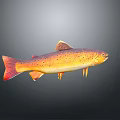 Vibrant Aquatic Animal with Orange Yellow Spotted Body and Red Tail Fin