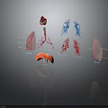 Human Internal Organs Anatomical 3D Model Illustration With Lung Heart And Vascular Structures