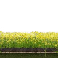 Vibrant Yellow Flower Field With Wooden Plank Path in Serene Natural Landscape
