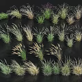 Diverse Herbaceous Plants With Various Colors Different Heights On Black Background
