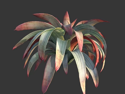 Healthy Succulent Plant With Vibrant Red And Green Fleshy Leaves In Rosette Shape 3d model