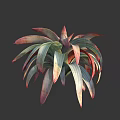 Healthy Succulent Plant With Vibrant Red And Green Fleshy Leaves In Rosette Shape