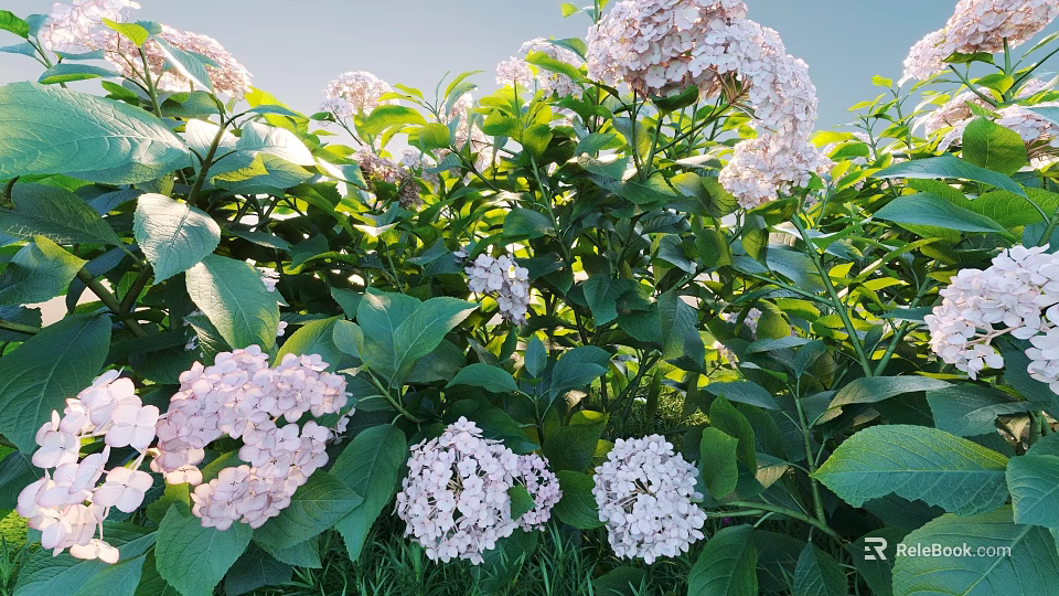 Pink Hydrangea Flowers Blooming with Lush Green Leaves in Sunlit Garden 3d model 